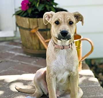 Photo of Sadie