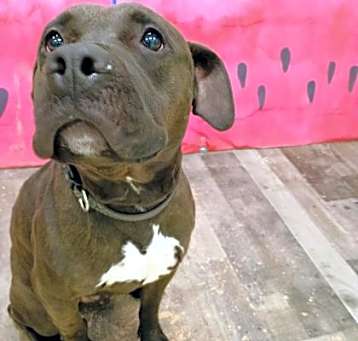 Photo of Bruno K110 4/24/25