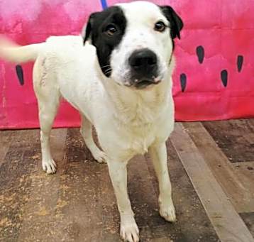 Photo of Dottie GF 5/14/25