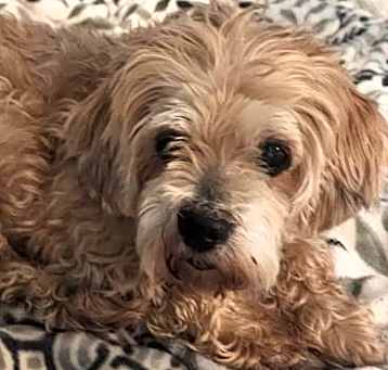 Photo of MILLIE