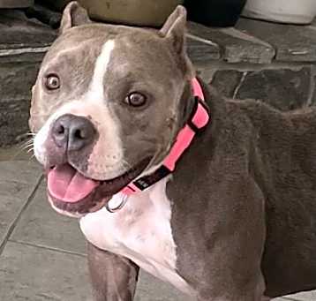 Photo of Honey