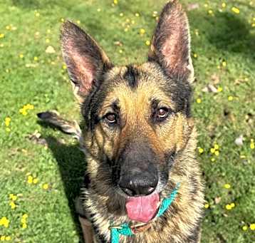 Photo of Apollo