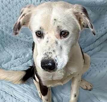 Photo of Comet