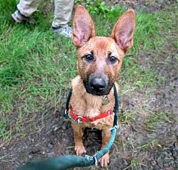 Photo of Bindi