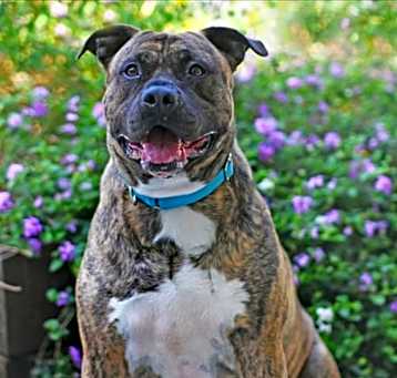 Photo of CHESTER