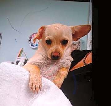Photo of HENRY