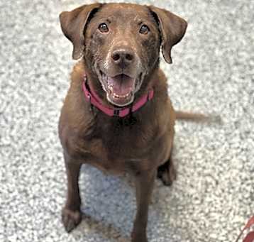 Photo of Cocoa
