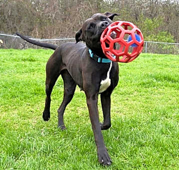 Photo of Bella