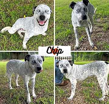 Photo of Chip