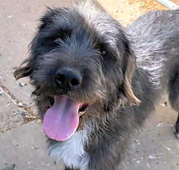 Photo of Henry