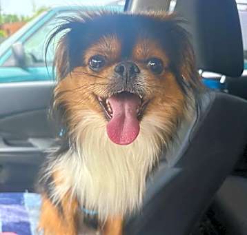 Photo of Romeo
