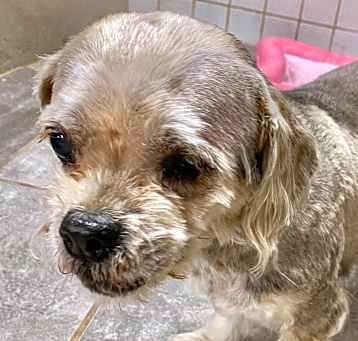 Photo of Adoption pending Rory