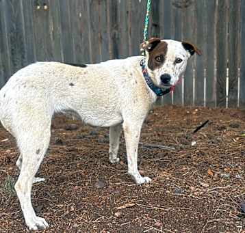 Photo of Indy (Charlie)