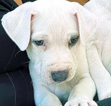 Photo of Animal