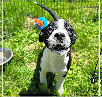 Photo of Penne