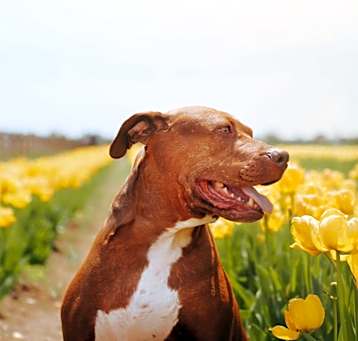 Photo of Honey