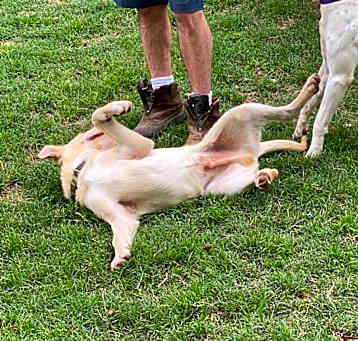Photo of RUFUS