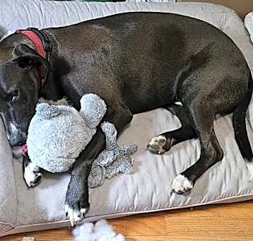 Photo of RUGER