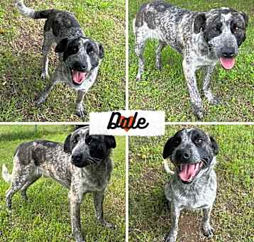 Photo of Dale