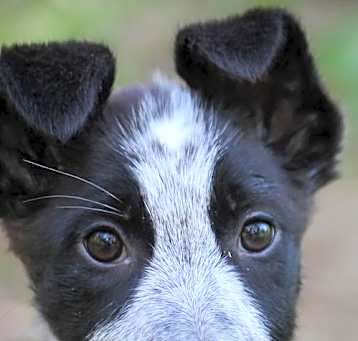 Photo of Venus (aka Wilma)