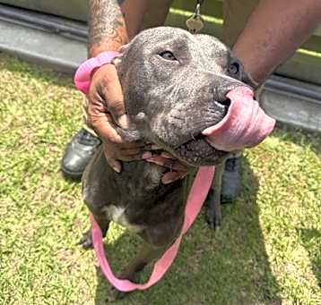 Photo of Duke