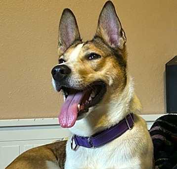 Photo of Lucy (mcas)