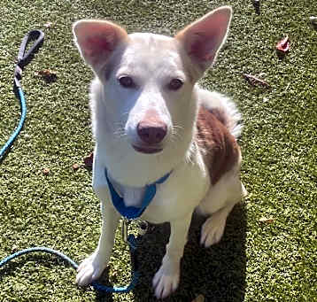 Photo of Stella Boo