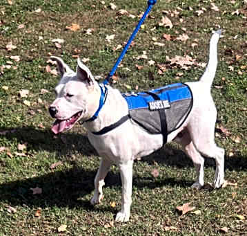 Photo of DOMINO