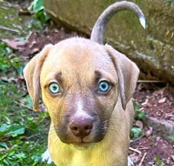 Photo of Lupine