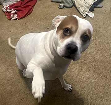 Photo of Ace