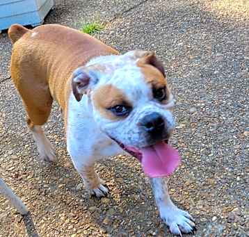 Photo of BAXTER