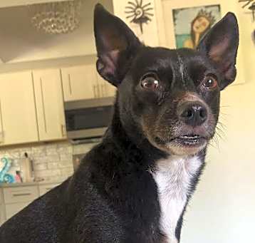 Photo of Rosie