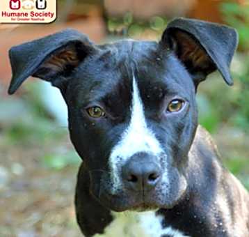 Photo of Tiko