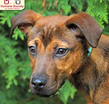 Photo of Scrappy Doo