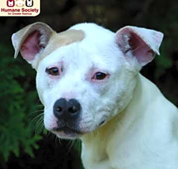Photo of Pebbles