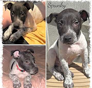 Photo of Spunky