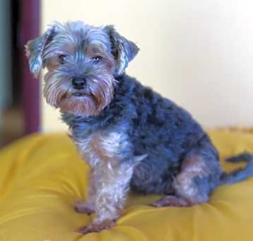 Photo of Chewie