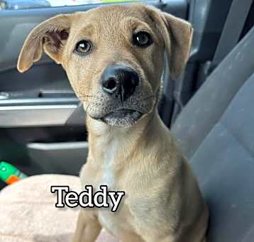 Photo of Teddy