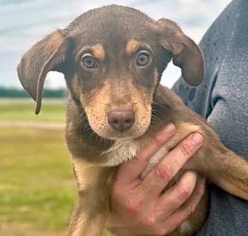 Photo of Dempsey