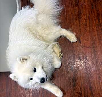 Photo of Elvin