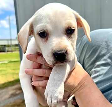 Photo of Vanna Adoption Pending