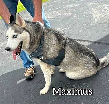 Photo of Maximus