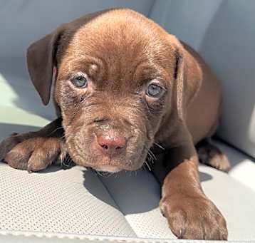 Photo of Arizona Adoption pending