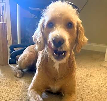 Photo of Milo