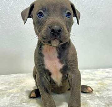 Photo of Bugsy