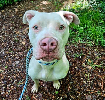 Photo of Stella