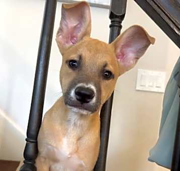 Photo of Frenchie