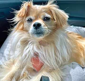 Photo of Daphne a Spring princess!