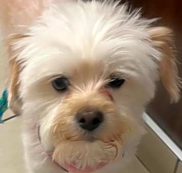 Photo of Cirrus