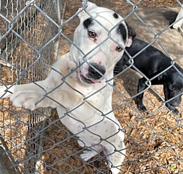 Photo of Dottie